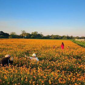 cach dong hoa sao nhai rong 1ha tro thanh diem check in cua gioi tre 820229