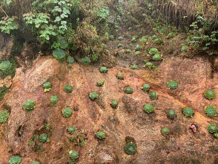 chinh phuc fansipan netizen me man thac sen da o cung duong trekking 3aa7b1