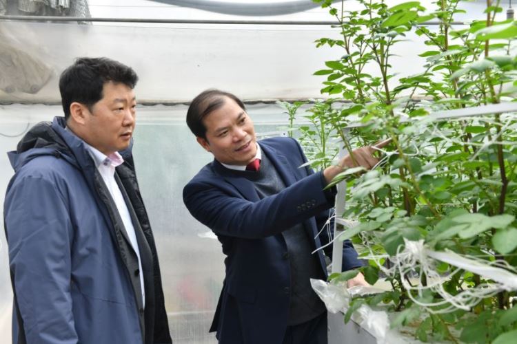 Giống Khoai Tây Bliss - Ngôi sao sáng cho chuỗi liên kết sản xuất khoai tây với Doanh nghiệp 1 Khoai Tây