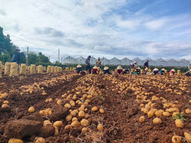 Khoai tây quê hương 2025 – Hành trình tươi ngon, giá trị vẹn tròn. 2 Orion Khoai tay que huong 2025 5