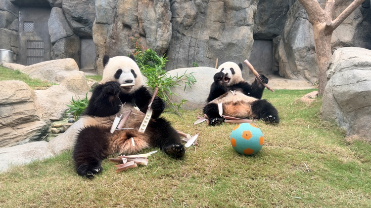Cap gau truc sinh doi Jia Jia va De De Credit Ocean Park Hong Kong